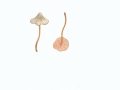 Entoloma juncinum  (Kühner & Romagn.) Noordel. , Rundlichsporiger Rötling , NPH