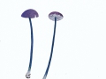 Entoloma lepidissimum (Svrcek) Noordel. , Blauschuppiger Glöckling , Blauschwarzer Zwerg-Rötling , NPH