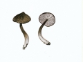 Entoloma scabiosum (Fr.) Quél. , Tiger-Rötling , Schuppiger Auen-Rötling , NPH