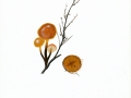 Flammulina ononides Arnolds , Hauhechel-Rübling , Hauhechel-Samtfußrübling