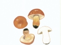Gyroporus castaneus (Bull.: Fr.) Quél. , Hasen-Röhrling , NPH