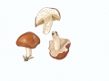 Hebeloma theobrominum Quadraccia , Kakao-Fälbling