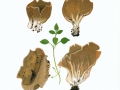 Helvella acetabulum (L.) Quél. , Hochgerippter Becherling