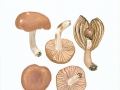 Hygrophorus arbustivus (Fr.) Fr.  var. arbustivus , Faserhütiger Schneckling