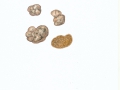 Hymenogaster albus (Klotzsch) Bougher & Castellano , Weiße Erdnuss
