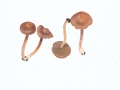 Inocybe flocculosa (Berk.) Sacc. , Flockiger Risspilz
