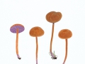 Laccaria bicolor (Maire) P.D.Orton , Zweifarbiger Lacktrichterling