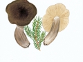 Lactarius picinus  Fr. , Pechschwarzer Milchling , NPH