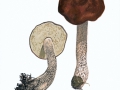Leccinum scabrum (Bull.:Fr.) Gray  var. scabrum, Gemeiner Birkenpilz