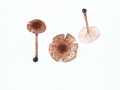 Lepiota castanea Quél. , Kastanienbrauner Schirmling