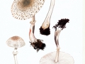 Leucocoprinus badhamii (Berk. & Broome) Locq,  , Anlaufender Egerlingsschirmling