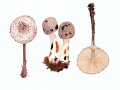Leucocoprinus badhamii (Berk. & Broome) Locq. , Anlaufender Egerlingsschirmling