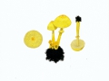 Leucocoprinus birnbaumii (Corda) Singer , Gelber Faltenschirmling