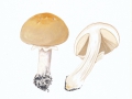 Limacella guttata (Pers.: Fr.) Konr. & Maubl. , Getropfter Schleimschirmling