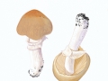 Limacella guttata (Pers.: Fr.) Konr. & Maubl. , Getropfter Schleimschirmling