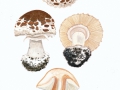 Chlorophyllum venatum (Bon) Lange & Vellinga , Gift-Safranschirmling