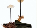 Mycenitis alliaceus (Jacq.:Fr.) Earle , Langstieliger Knoblauchschwindling , NPH