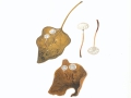 Marasmius epiphylloides  (Rea) Sacc. & Trotter , Efeu-Schwindling