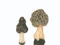 Morchella esculenta (L.) Pers. , Speise-Morchel
