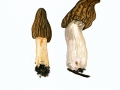 Morchella semilibera DC.: Fr.  , Halbfreie Morchel, Käppchen-Morchel