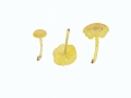 Chrysomphalina grossula (Pers.) Norvell , Redhead & Ammirati , Gelboliver Goldnabeling, Gelbgrüner Holznabeling , Olivgelber Holznabeling