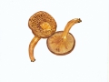 Paxillus filamentosus Fr. , Erlen-Krempling , NPH