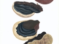 Phellinus ignarius (L.: Fr.) Quél. , Falscher Zunderschwamm , Gemeiner Feuerschwamm
