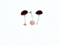 Pluteus nanus (Pers.: Fr.) Kumm. , Erglänzender Dachpilz , Flockigbereifter Dachpilz , NPH