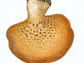Polyporus squamosus Huds.: Fr. , Schuppiger Porling