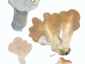 Pseudohydnum gelatinosum (Scop.:F r.) Karst. , Gallertartiger Zitterzahn , Zitterzahn , Eispilz
