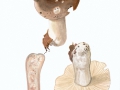 Russula consobrina (Fr.: Fr.) Fr. , Rußgrauer Täubling