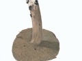 Sarcodon imbricatus (L.: Fr.) Karst. , Habichtspilz