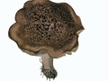 Sarcodon imbricatus (L.: Fr.) Karst. , Habichtspilz