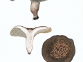 Sarcodon imbricatus (L.: Fr.) Karst. , Habichtspilz