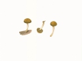 Simocybe centunculus (Fr.:Fr.) Karst. var. centunculus, Kleinsporiger Olivschnitzling