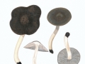 Tricholoma terreum (Schaeff.) Kumm.  agg., Gemeiner Erd-Ritterling