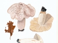 Tricholoma pardolatum Herink & Kotl.  , Tiger-Ritterling , NPH