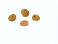 Tuber fulgens Quél. , Orangerote Harttrüffel