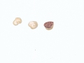 Tuber rapaeodorum Tul. & C.Tul. , Rettich-Zwergtrüffel, Stinkende Weißtrüffel