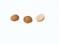 Tuber spec. 1