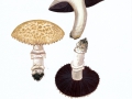 Agaricus subperonatus (J.E.Lange) Singer , Gegürtelter Egerling