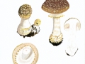 Amanita franchetii (Boud.) Fayod , Rauer Wulstling , Gelbflockiger Wulstling