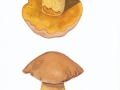 Butyriboletus appendiculatus (Schaeff.) D.Arora & J.L.Frank , Anhängsel-Röhrling , NPH 2