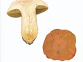 Butyriboletus appendiculatus( Schaeff.) D.Arora & J.L.Frank , Anhängsel-Röhrling , NPH