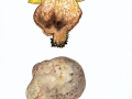 Butyriboletus fechtneri  (Velen.) D.Arora & J.L.Frank  , Silber-Röhrling , Sommer-Röhrling , NPH