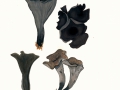Craterellus  cornucopioides (L.: Fr.) Pers. , Herbsttrompete , Totentrompete , NPH
