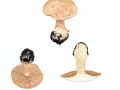 Cortinarius (Phleg.)  spec. , NPH