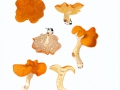 Hydnum rufescens Fr. , Rotgelber Semmel-Stoppelpilz ,  NPH