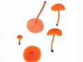Hygrocybe inspida (J.E.Lange) Mos. , Gelbrandiger Saftling