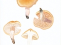 Hygrophorus pudorinus Fr.: Fr. , Orangeschneckling , Orangefarbener Schneckling ,  NPH